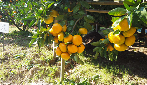【指定管理】森林果樹公園の植栽剪定および施設スタッフ《掛川森林果樹公園》